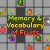 Memory And Vocabulary Of Fruits